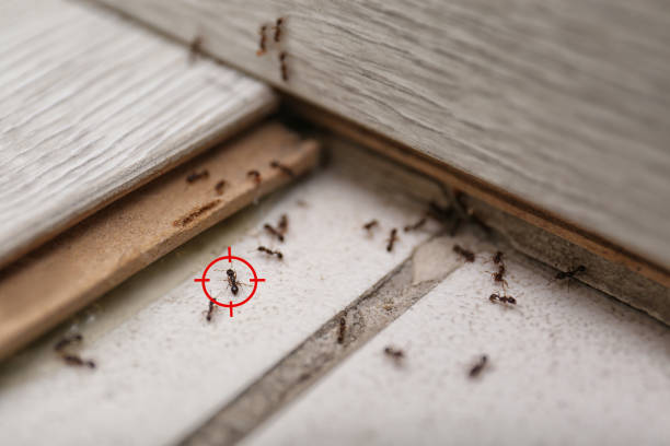 Best Flea Control Services  in Campbell, FL